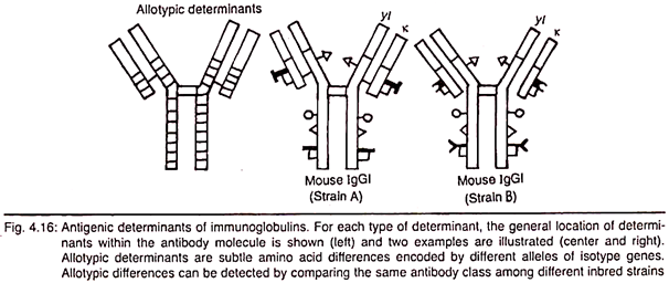 Antigenic Determinants of Immunoglobulins