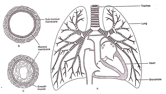 Structure of lungs