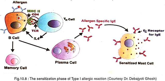 The sensitization of Type-I allergic reaction