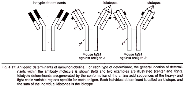 Antigenic Determinants of Immunoglobulins