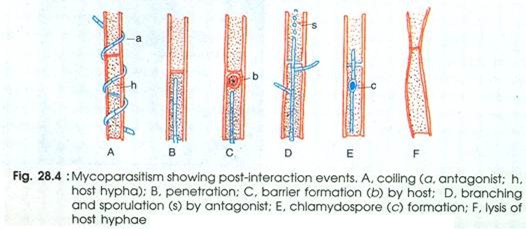 Mycoparasitism showing Post-Interaction Events