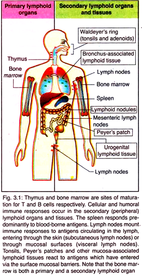 Thymus and Bone Marrow