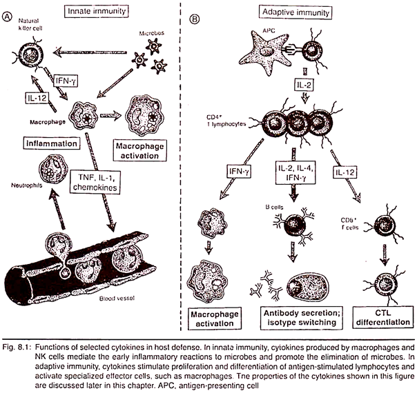 Functions of Selected Cytokines in Host Defense