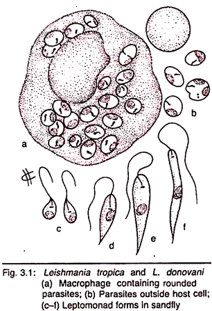 Leishmania tropica and L. donovani 