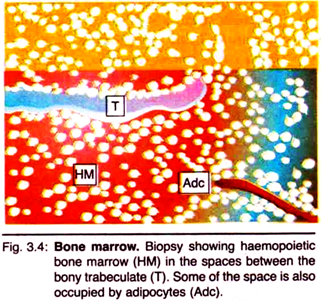 Bone Marrow