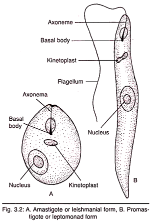  A. Amastigote and leishmanial form, B. Promastigote or leptomonad form