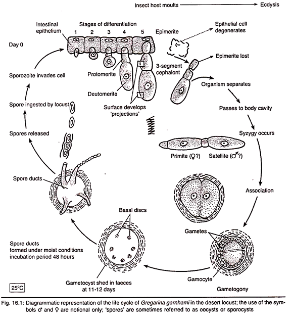 Life Cycle of Gregarina Garnhami in the Desert Locust