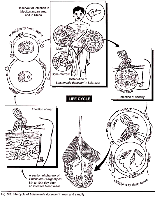 Life cycle of Leishmania donovani in man and sandfly