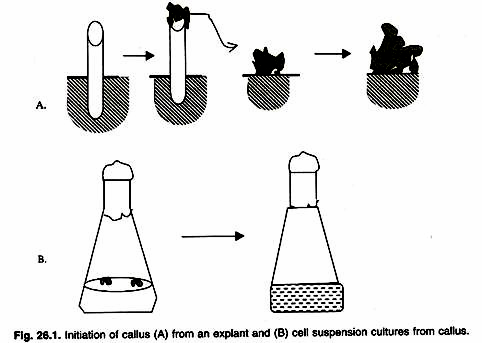 Illustrated asexual cycle of Plasmopora viticola