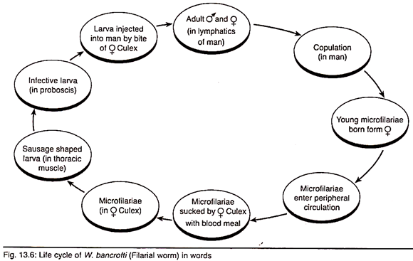 Life cycle of W. bancrofti