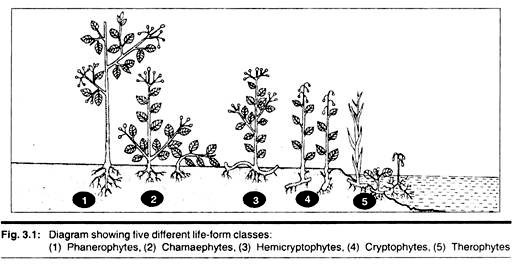 Five Different life-form classes