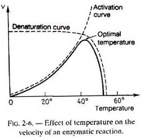 Effect of Temperature on the Velocity of an Enzymatic Reaction