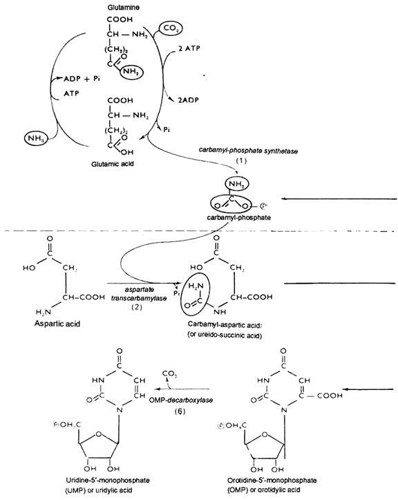 De Novo Biosynthesis of UMP