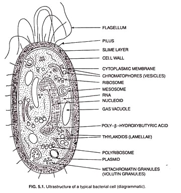 Structure of Cell Wall of a Fibre