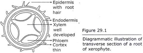 Transverse Section of a Root of Xerophyte