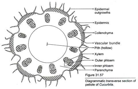 Transverse section of Petiole of Cucurbita