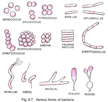 Various Forms of Bacteria