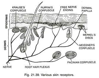 Various Skin Receptors