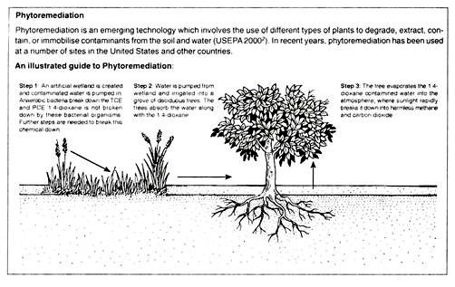 Phytoremediation