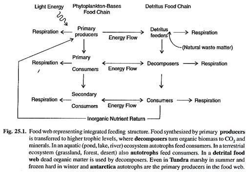 Food Web Representing Integrated Feeding Structure