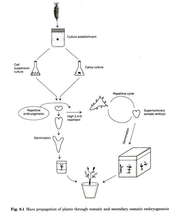 Mass Propagation of Plants