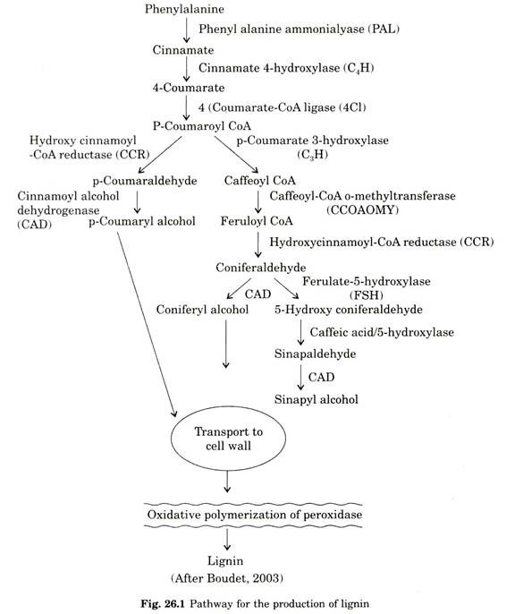 Pathway for the Production of Lignin