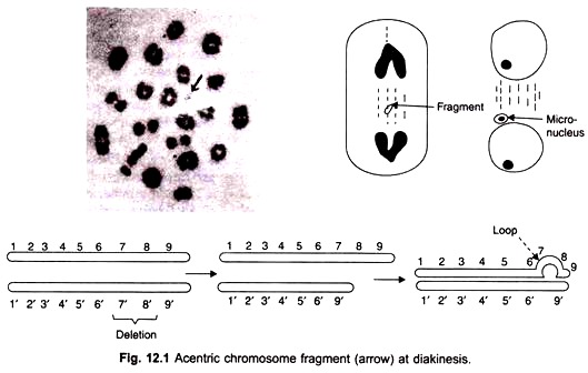 Acentric Chromosome Fragment at Diakinesis