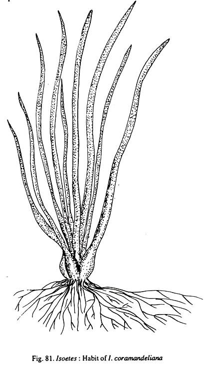 Isoetes: Habit of I.coramandeliana