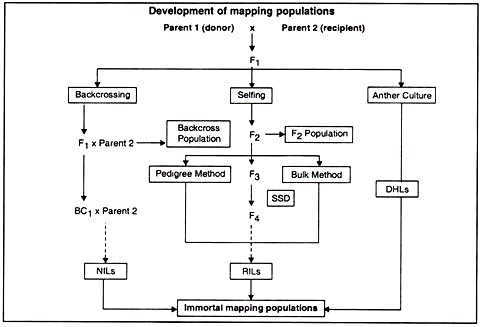 Development of Mapping Populations