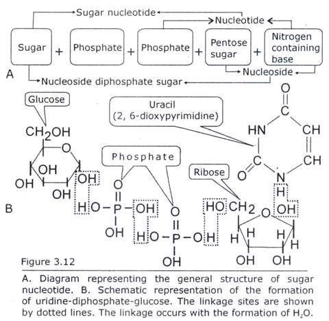 General Structure of Sugar Nucleotide and Formation of Uridine-diphosphate-glucose