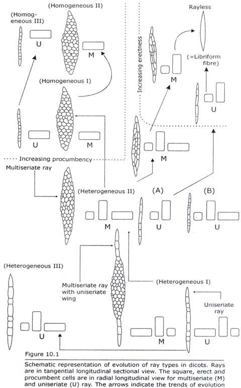 Evolution of Ray Types in Dicots