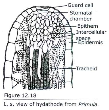 L.S view of Hydathode from Primula