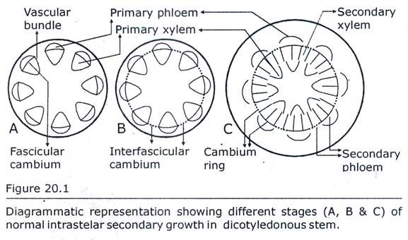 Different Stages of Normal Intrastelar Secondary growth in Dicotyledonous Stem