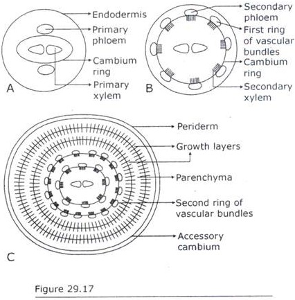 Storage Tissue Formation in Beta Vulgaris