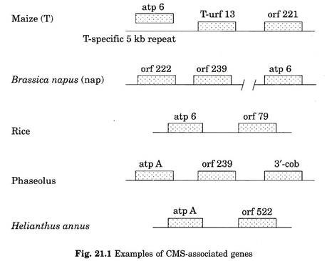 Examples of CMS-associated genes