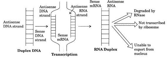 Antisense RNA synthesis in bacteria