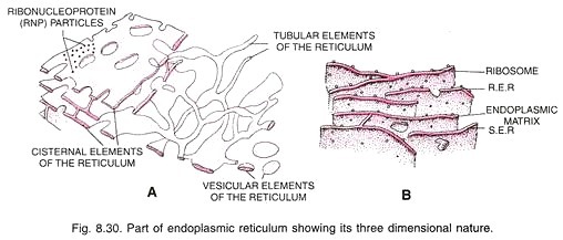 Part of endoplasmic reticulum showing its three dimensional nature