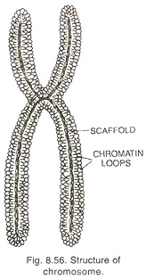 Structure of Chromosome