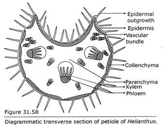 Transverse section of Petiole of Helianthus