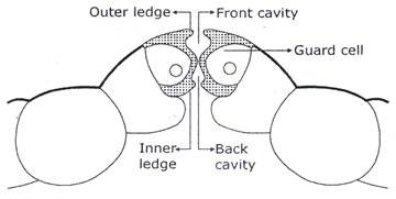 Ledge of a Stoma