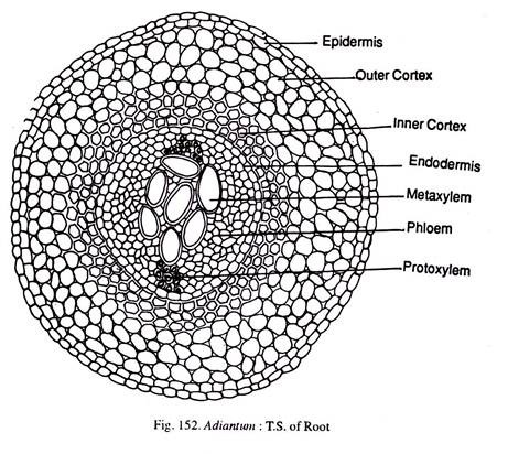 Adiantum: T.S of Root