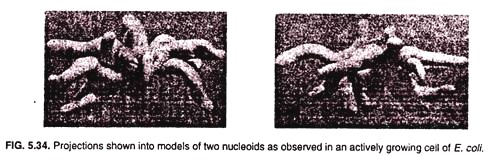 Azolla: Anatomy of stem of A. fliculoides