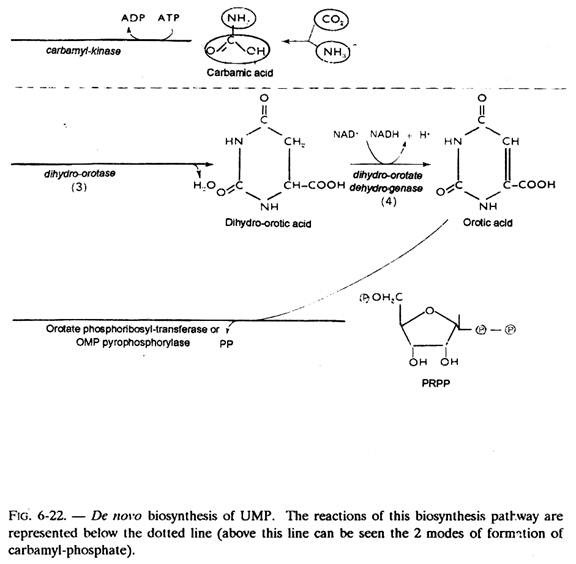 De Novo Biosynthesis of UMP