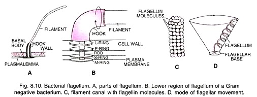 Bacterial Flagellum