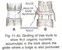 Girdling of Tree Trunk