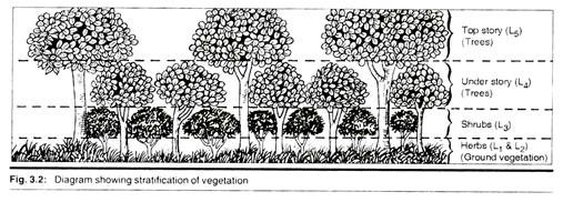 Stratifcation of Vegetation