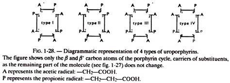 4 Types of Uroporphyrins