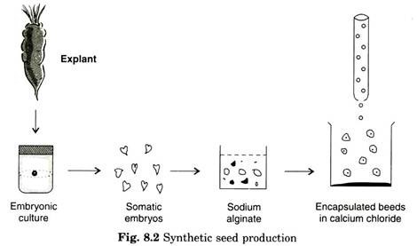 Synthetic Seed Production