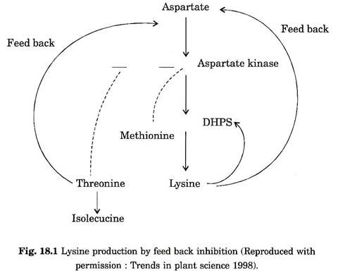 Lysine Production by Feed Back Inhibition