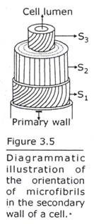 Orientation of Microfibrils in the Secondary Wall of a Cell